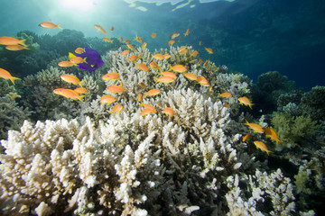 Naklejka na ściany i meble Coral Reef and Tropical Fish in Blue Water
