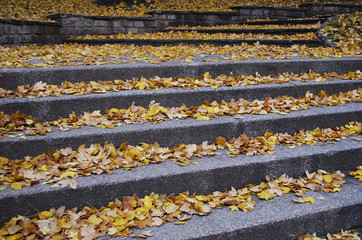 Outdoor stairway with yellow fallen leaves