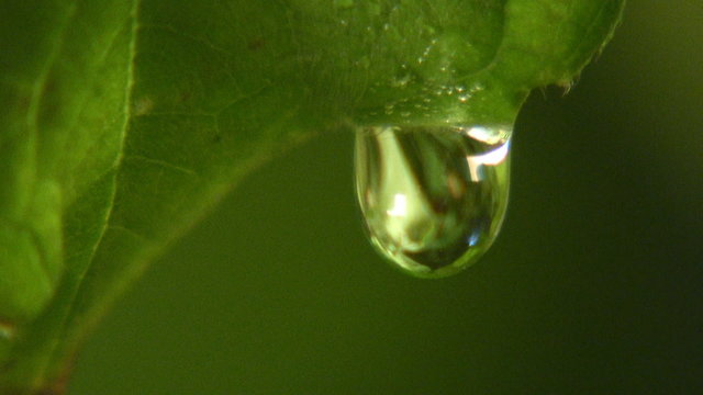 Gota