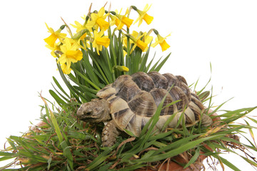 hermanns tortoise in daffodils cutout