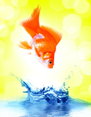 Goldfish is jumping