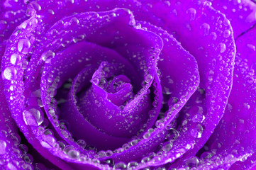 Panele Szklane Podświetlane  Róża z kroplami wody / tło