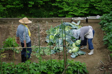 畑で働く人
