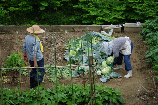 畑で働く人