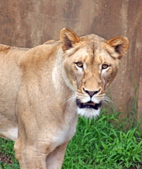 Obraz premium Lion looking at you