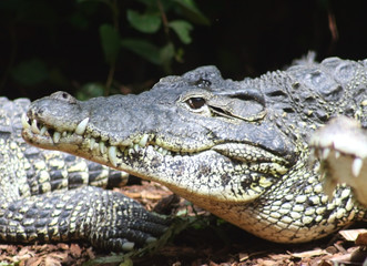 Fototapeta premium crocodile with mouth closed