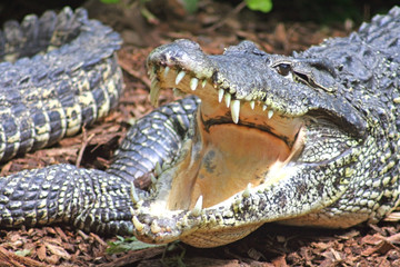 crocodile with mouth open