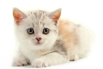 Scottish straight breed young pussycat.