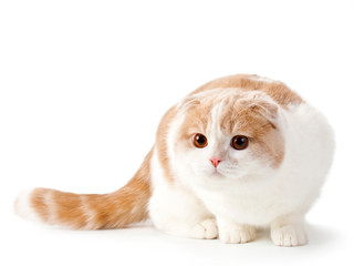 Scottish fold breed young cat