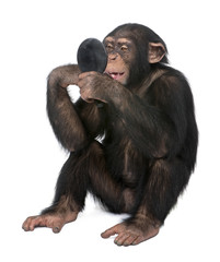 Naklejka premium Młody szympans patrzy się w lustro - troglodyta Simia
