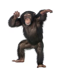 Poster Jonge chimpansee dansen © Eric Isselée