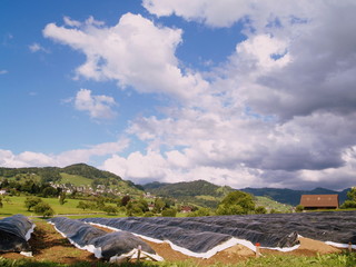asperges....plantation