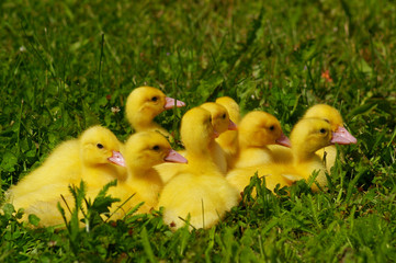duckling