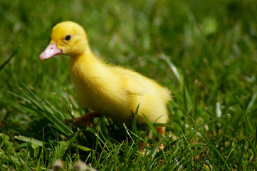 duckling
