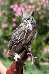 hibou