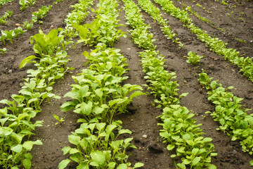 Fototapeta na wymiar Rows of Rapini Spinach Growing in Garden