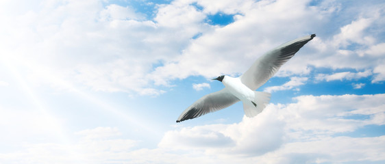 White bird in flight