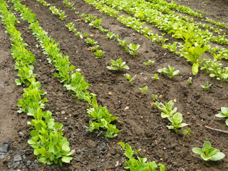 Fototapeta na wymiar Rows of Rapini Spinach & Peas Growing in Garden