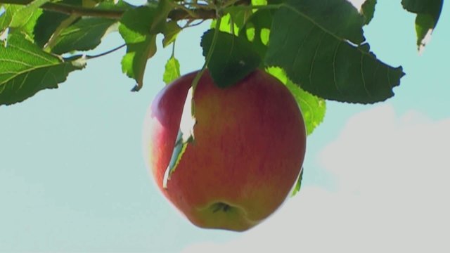 apfel f&auml;llt vom baum in zeitlupe