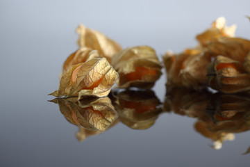 Physalis, Kapstachelbeere