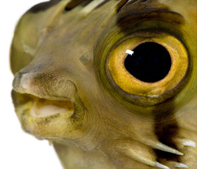 Long-spine porcupinefish also know as spiny balloonfish - Diodon