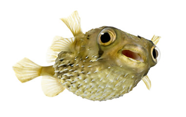 Long-spine porcupinefish also know as spiny balloonfish - Diodon - Powered by Adobe