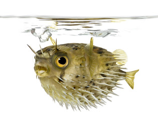 Long-spine porcupinefish also know as spiny balloonfish - Diodon