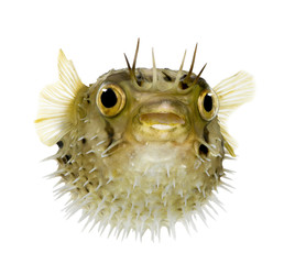 Obraz premium Long-spine porcupinefish also know as spiny balloonfish - Diodon