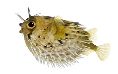 Fototapeta premium Long-spine porcupinefish also know as spiny balloonfish - Diodon