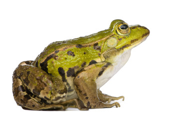 Fototapeta premium Edible Frog - Rana esculenta