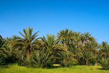 Fototapeta na wymiar palm grove in Morocco