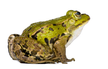 Edible Frog - Rana esculenta