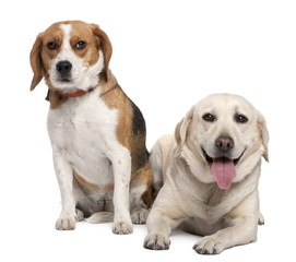 couple of a Labrador and a beagle