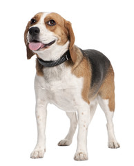 Beagle panting