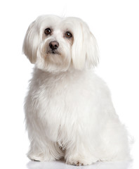 maltese dog