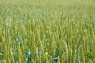 Green wheat ears close up at spring