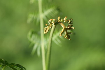 Fronde de fougère aigle