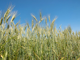 Obraz premium Wheat field