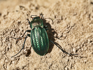 Green scarab
