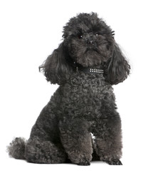 toy poodle (4 yeras old)