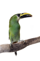 Toucanet, Emerald, isolated on white