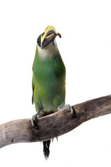 Toucanet, Emerald, isolated on white
