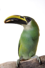 Toucanet, Emerald, isolated on white
