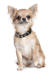 Obraz premium chihuahua puppy (8 months old)