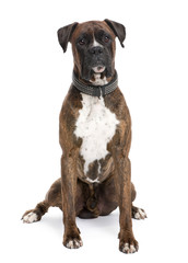 Boxer (4 years old)