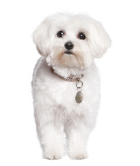 maltese dog (2 years old)