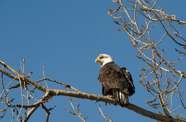 Bald eagle perch