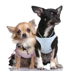 chihuahuas dressed-up