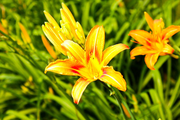 lily Flower