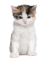 kitten (1 month old)